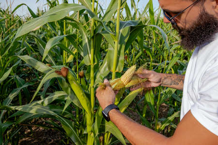 Agronomist standing in corn field inspecting corn cobs and silk to be sure if it is ready for picking / harvest. Side view on the farmer. Selective focus.の写真素材