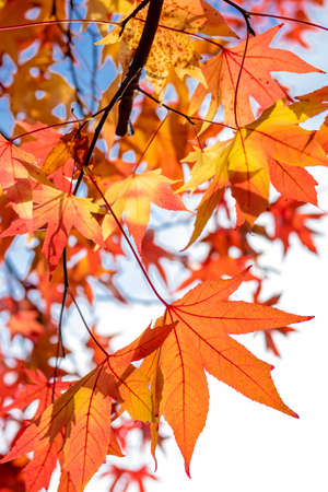 Beautiful colorful maple leaves on a tree in autumn sunny day. Lush foliage backlit with golden...
