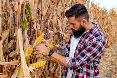 Farmer or agronomist standing in corn field examining the golden ripe corn cobs before harvest at sunset. Close up.の写真素材