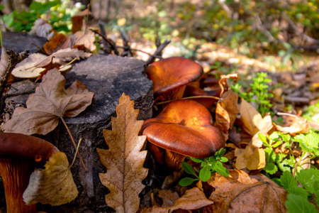 Fallen forest leaves and a family of golden brown mushrooms growing near a tree stump. Autumn colors. Close up.の写真素材