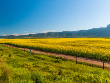 Canola fields in the Countrysideの写真素材