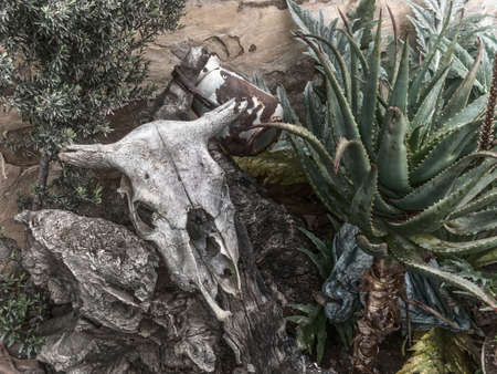 Drought. Abandoned farm.の写真素材