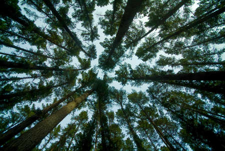 Plantation of pine trees