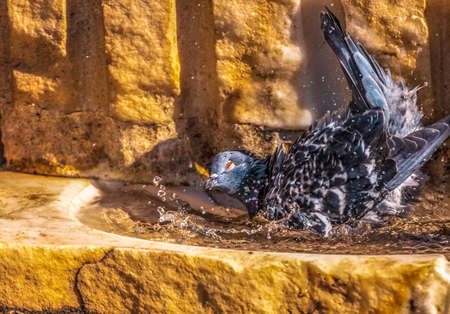 Ferral pigeonの写真素材