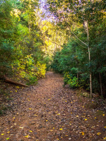 A lone runner on a mountain trail with his two small dogs. Cape Town, South Africa.の写真素材