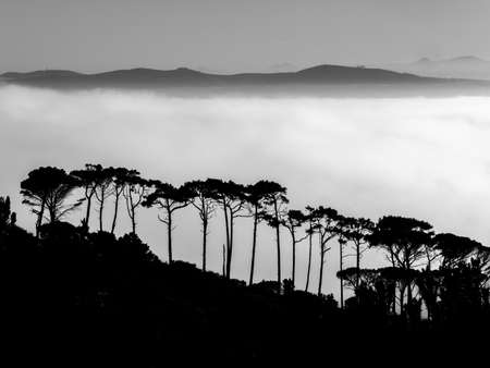 Tall trees stand etched against a low-lying morning cloud cloudの写真素材
