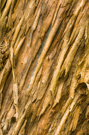 Peeling bark on an old gum tree