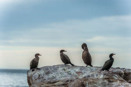 The Great Cormorant is a large black sea-bird,の写真素材