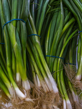 Spring onions tied in bunches on display at a farmer's market in Melbourne, Australia.の写真素材
