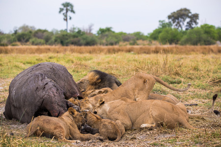 A lion pride with its hippopotamus killの写真素材