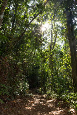 Sinharaja rainforest on Sri Lankaの写真素材