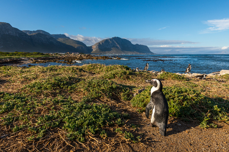 Penguin at Bettys Bay in South Africaの写真素材