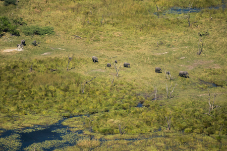 Elephants in the Okavango Delta shot while doing a scenic flightの写真素材