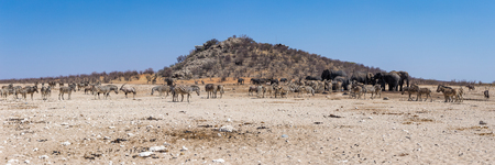 A gathering of many African animals at a waterhole in the Etosha National Parkの写真素材