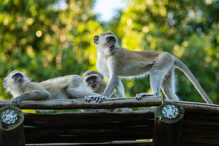 Some vervet monkeys on the roof of a lodgeの写真素材