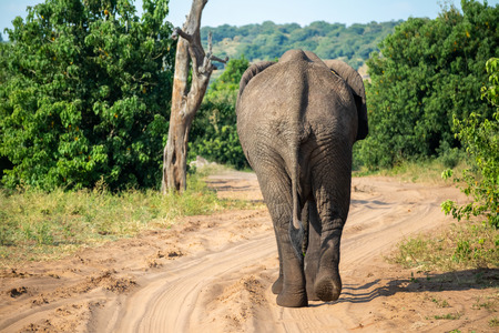 An elephant on it's way at the chobe river bankの写真素材