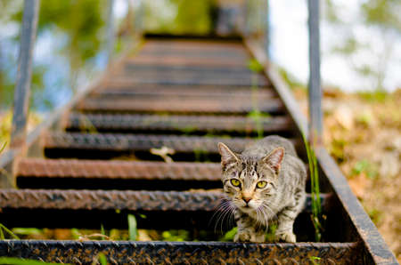 Cat standing on metal steps curiously looking at the camera. The Cat is focused with the steps behind going out of focus.の写真素材