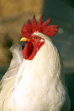 White cock with red comb looking sideways at the camera. Background blurred out nicely.の写真素材