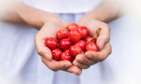 Female hands carefully hold a handful of juicy ripe red cherries.の写真素材