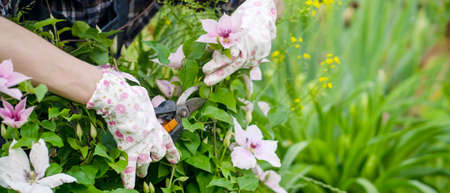 The girl cuts a branch of delicate flowers with a pruner.