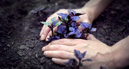 Fresh young sprouted basil.の写真素材