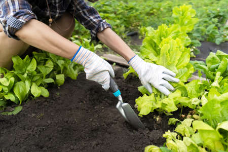 A young girl in work gloves prepares the earth in a vegetable garden