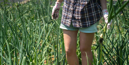 A young girl pulls out onions from the garden.