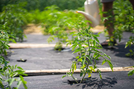 A breast with tomato plants on the ground covered with agro fiber close-up,