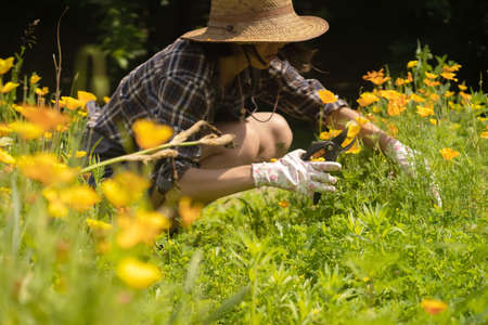 A woman is involved in gardening and farming, a gardener in a straw hat.の写真素材