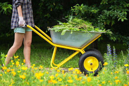 A farmer girl holds a wheelbarrow with weeds.の写真素材
