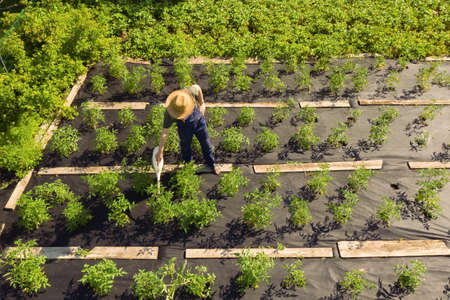 A male gardener is watering the plants with watering canの写真素材