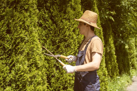 A professional gardener is cutting a thuja tree for a better shapeの写真素材