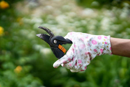 A female hand in gloves with a floral pattern holds a prunerの写真素材