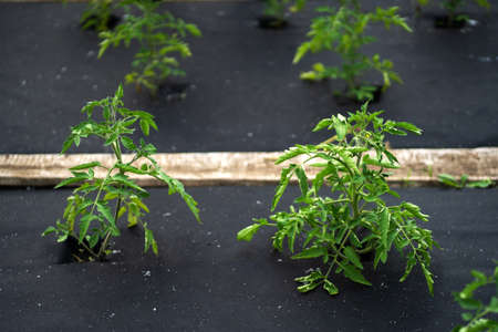 Neat beds of tomato bushes, carefully surrounded by agrofibre.の写真素材