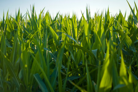 Leaves of young green cornの写真素材