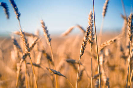 Stems of golden wheat with grain for flour production.の写真素材