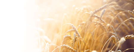 Stems of golden wheat with grain for flour production.の写真素材