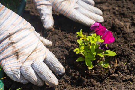 A closeup of hands of a young farmer with a seedling in a peat pot.の写真素材