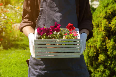 . A professional gardener is going to plant petunia hybrida seedlings.の写真素材