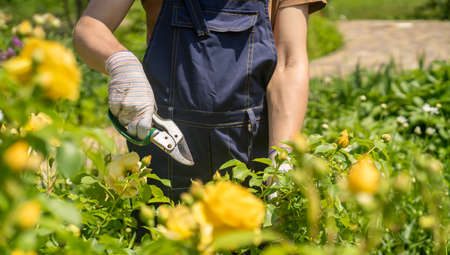 A young man is trimming a rose bushの写真素材