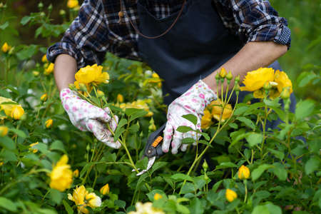 Gardener is cutting roses with a pruner.の写真素材