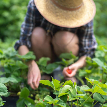 Female hands in gloves hold a handful of juicy ripe red strawberries.の写真素材