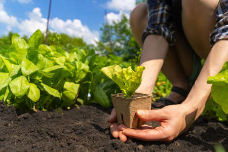 Hands of a young woman farmer close-up with a seedling in a peat pot.