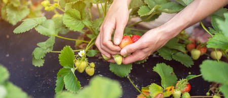 Fresh juicy strawberries from the garden in the hand of a young girl.の写真素材