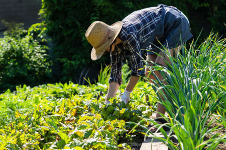 A young girl in a straw hat is engaged in gardening work.