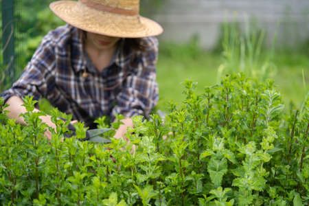 Girl collects pepper mint on the farm.の写真素材