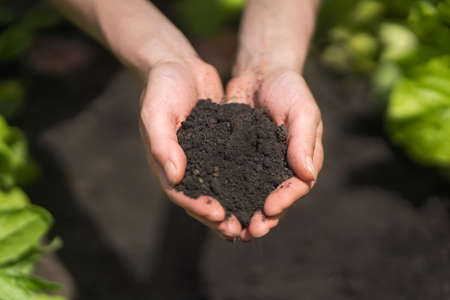 Farmer holds handful of black earth.