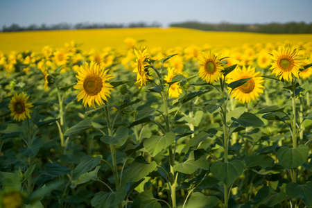Yellow sunflowers are growing on the field.