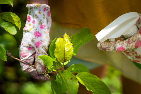 A gloved hand treats the leaves with pesticides to cure the illness and parasites, close up.の写真素材