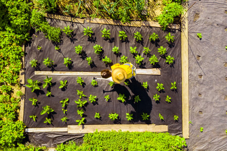 A young girl is farming in her vegetable garden, top view from a drone.の写真素材